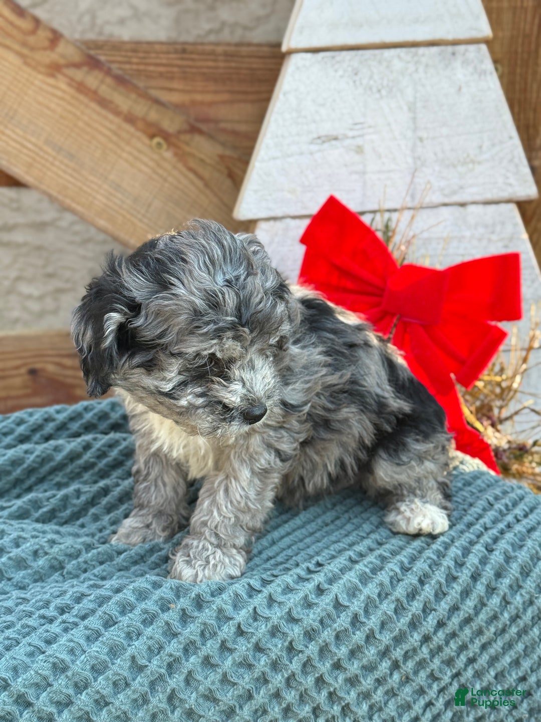 Bichpoo dogs for sale: Ashlee - Ad 2