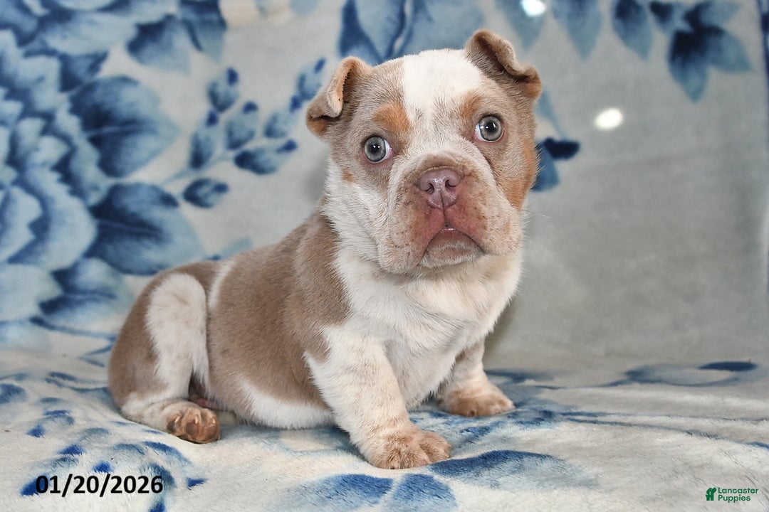 Beabull dogs for sale: Poinsetta - Ad 3