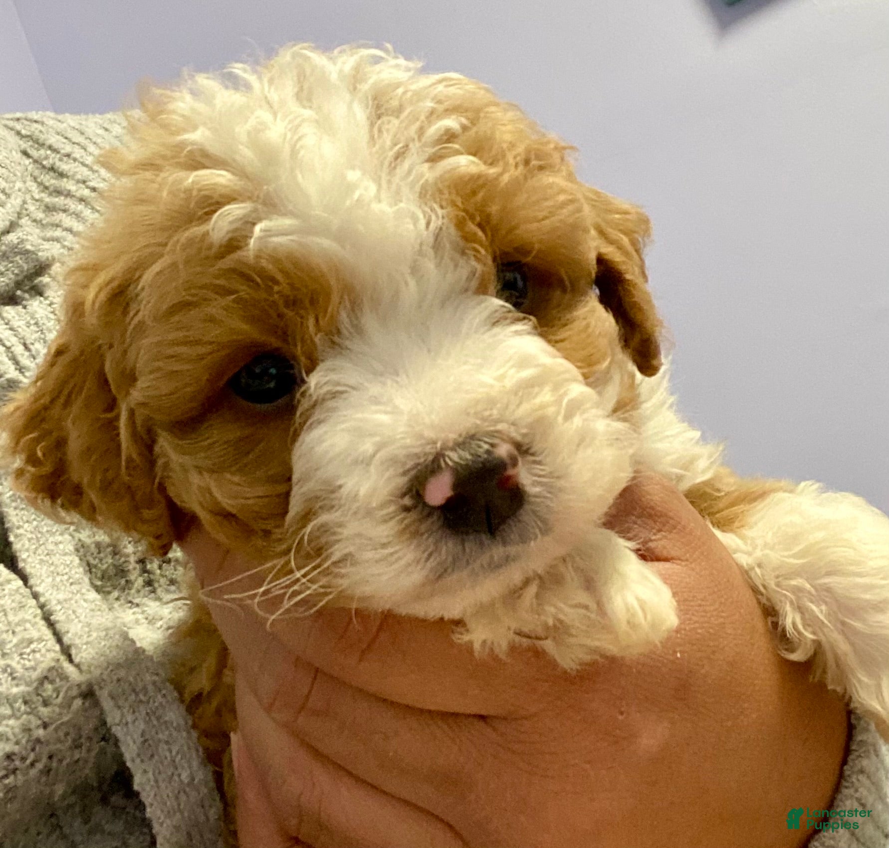 Bernedoodle dogs Bernedoodle Puppy 1 - Ad 35