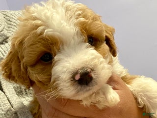 Bernedoodle dogs Bernedoodle Puppy 1 - Ad 1