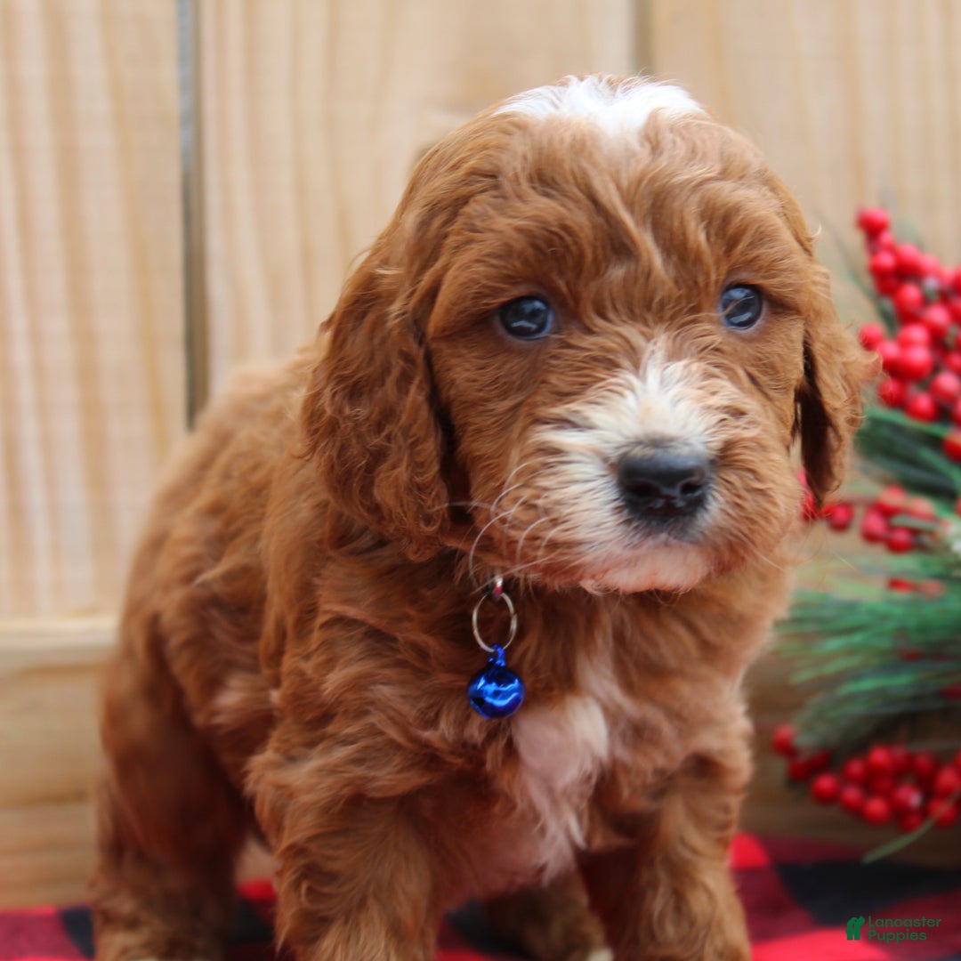 Irish Doodle dogs for sale: Galway - Mini - Ad 3
