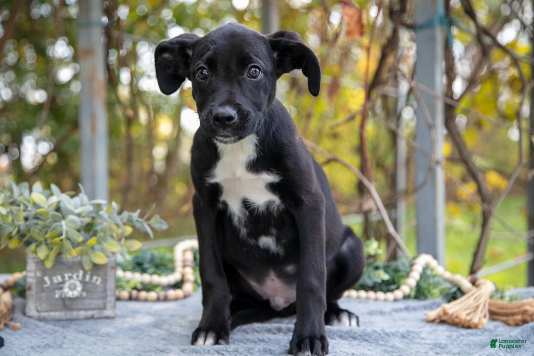 Mixed Breed dogs for sale: Diego - Ad 1