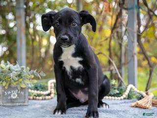 Mixed Breed dogs Diego - Ad 15