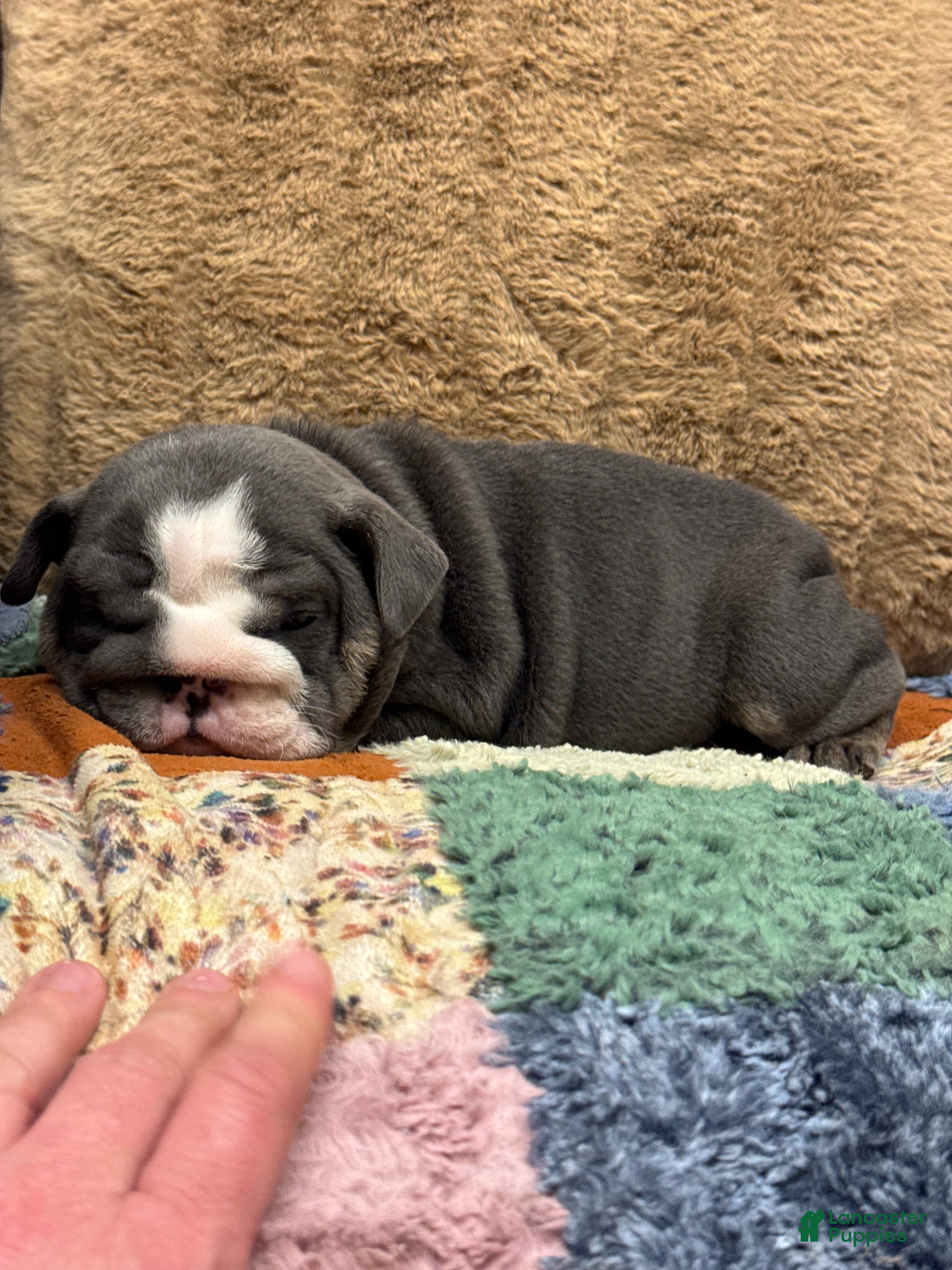 English Bulldog dogs Saint  - Ad 18