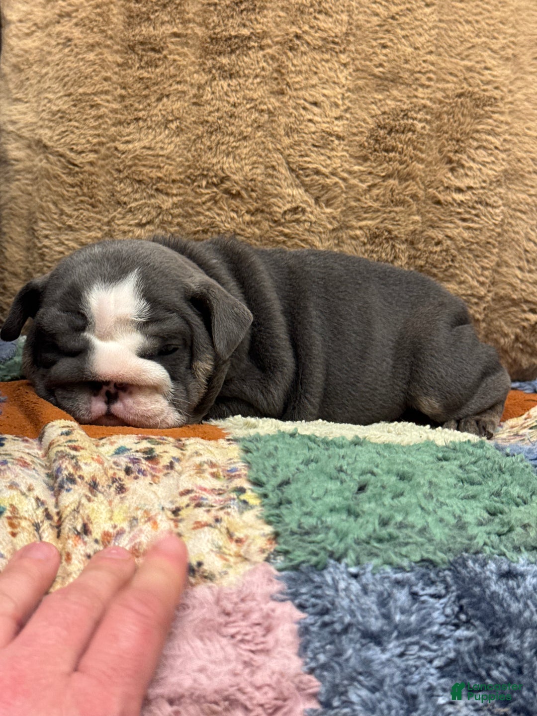 English Bulldog dogs for sale: Saint  - Ad 1