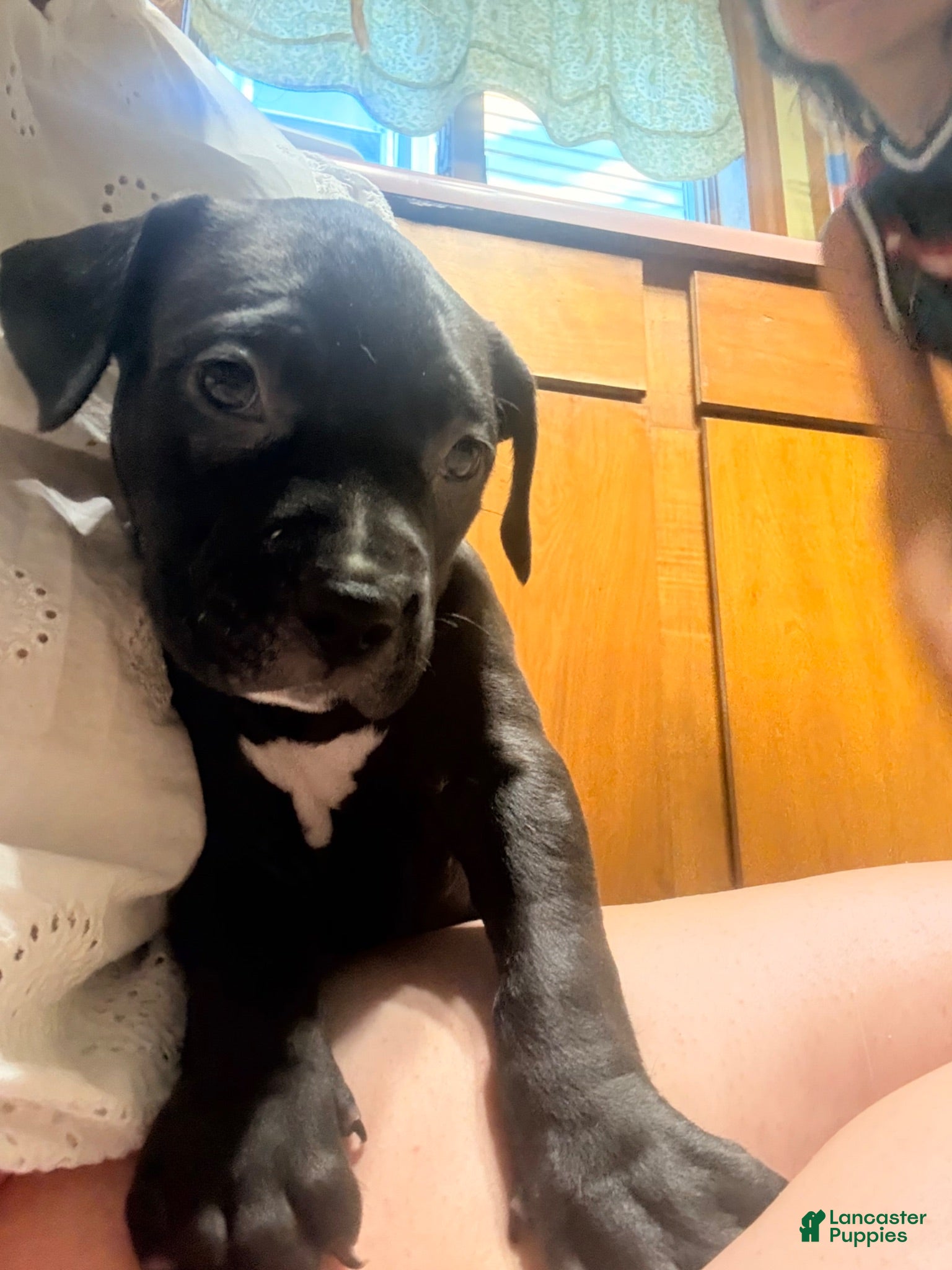 American Pit Bull Terrier dogs  Pioneer - Ad 16