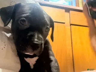 American Pit Bull Terrier dogs Pioneer - Ad 16