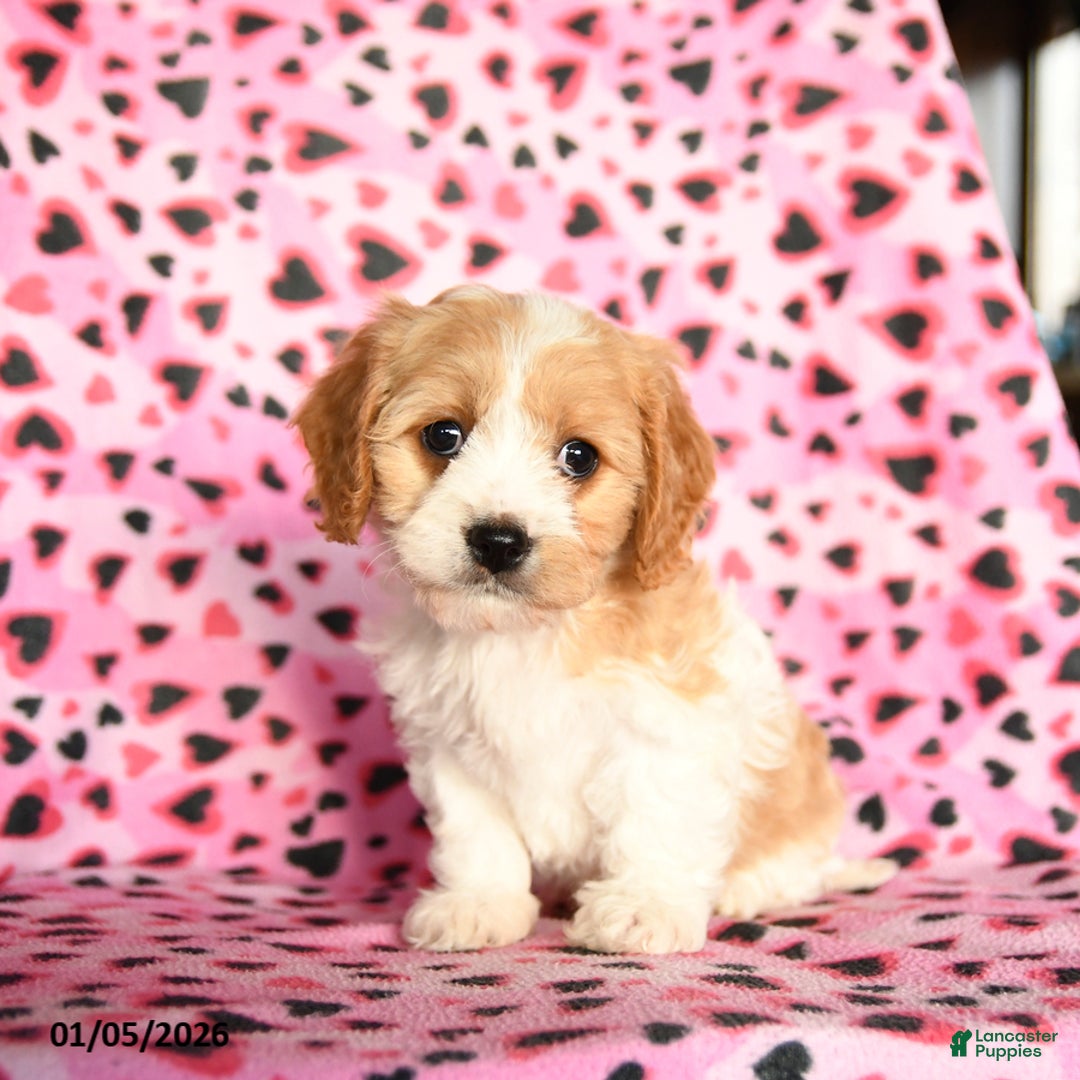Cavachon dogs for sale: Betzy - Ad 2