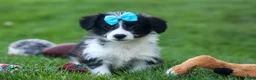 Corgipoo dogs for sale: NELSON - Ad 10
