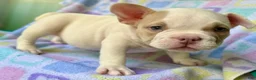 American Bully dogs for sale: American Bully 2 - Ad 4