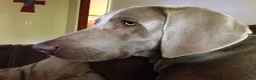 Weimaraner dogs for sale: Weimaraner Puppy 1 - Ad 2