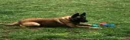 Belgian Malinois dogs for sale: Belgian Malinois Puppy 1 - Ad 17