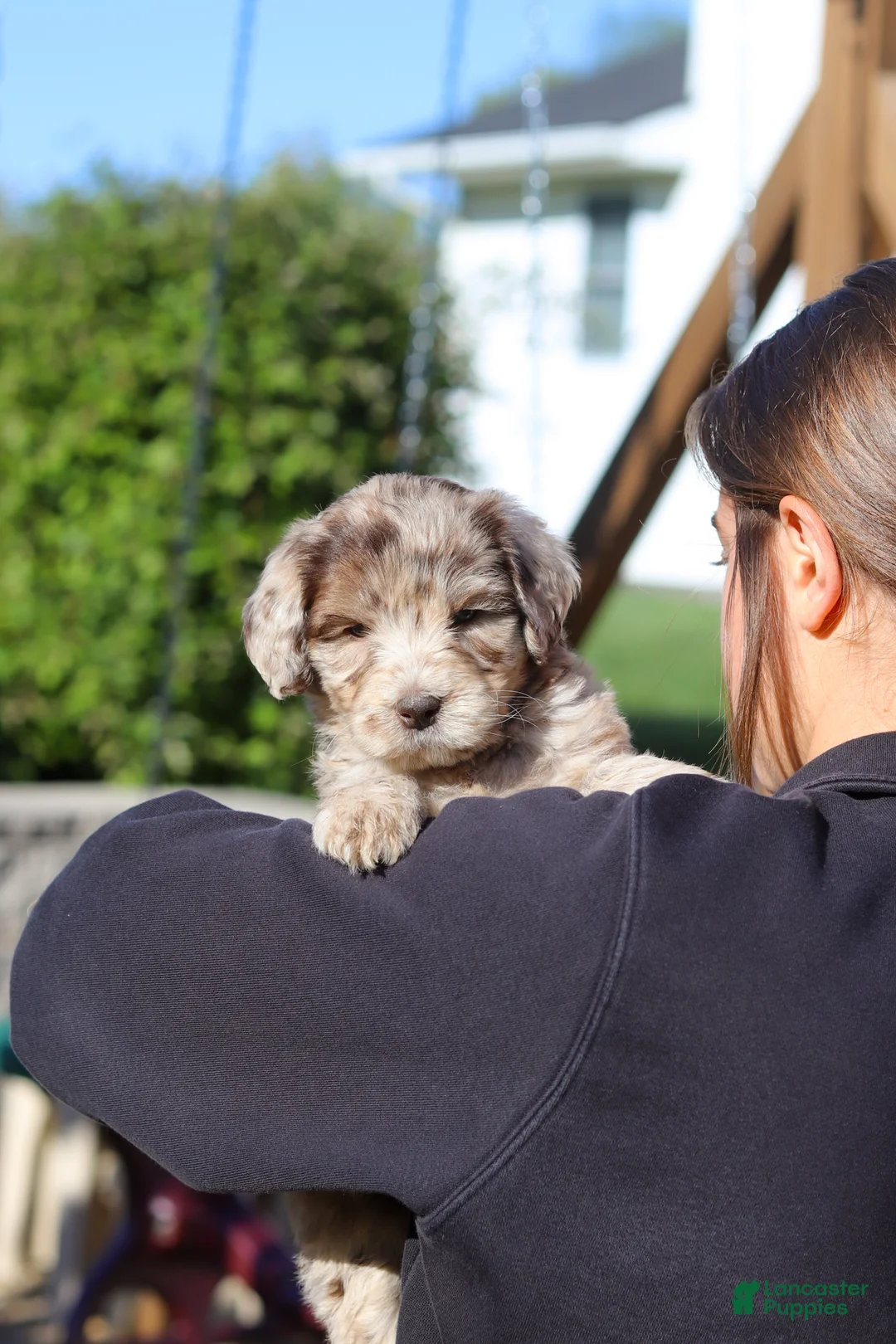 Newfypoo dogs for sale: Cliff - Ad 2