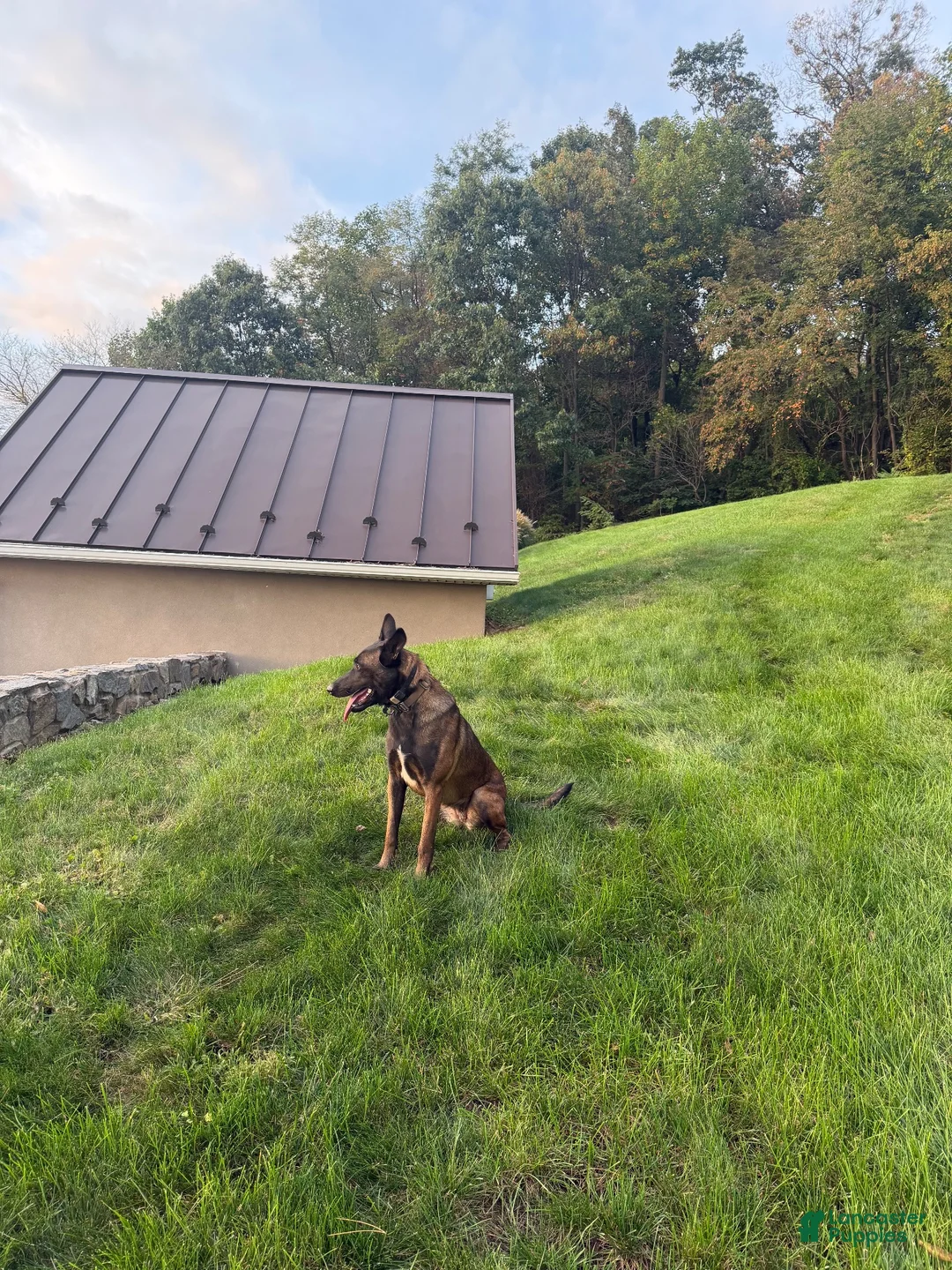 Belgian Malinois dogs for sale: Belgian Malinois 1 - Ad 3