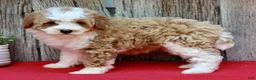 Miniature Poodle dogs for sale: Daisy - Ad 5