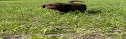 Mixed Breed dogs for sale: Purple Collar Boy - Ad 3