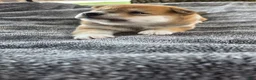 Shiba Inu dogs for sale: Freedom - Ad 9