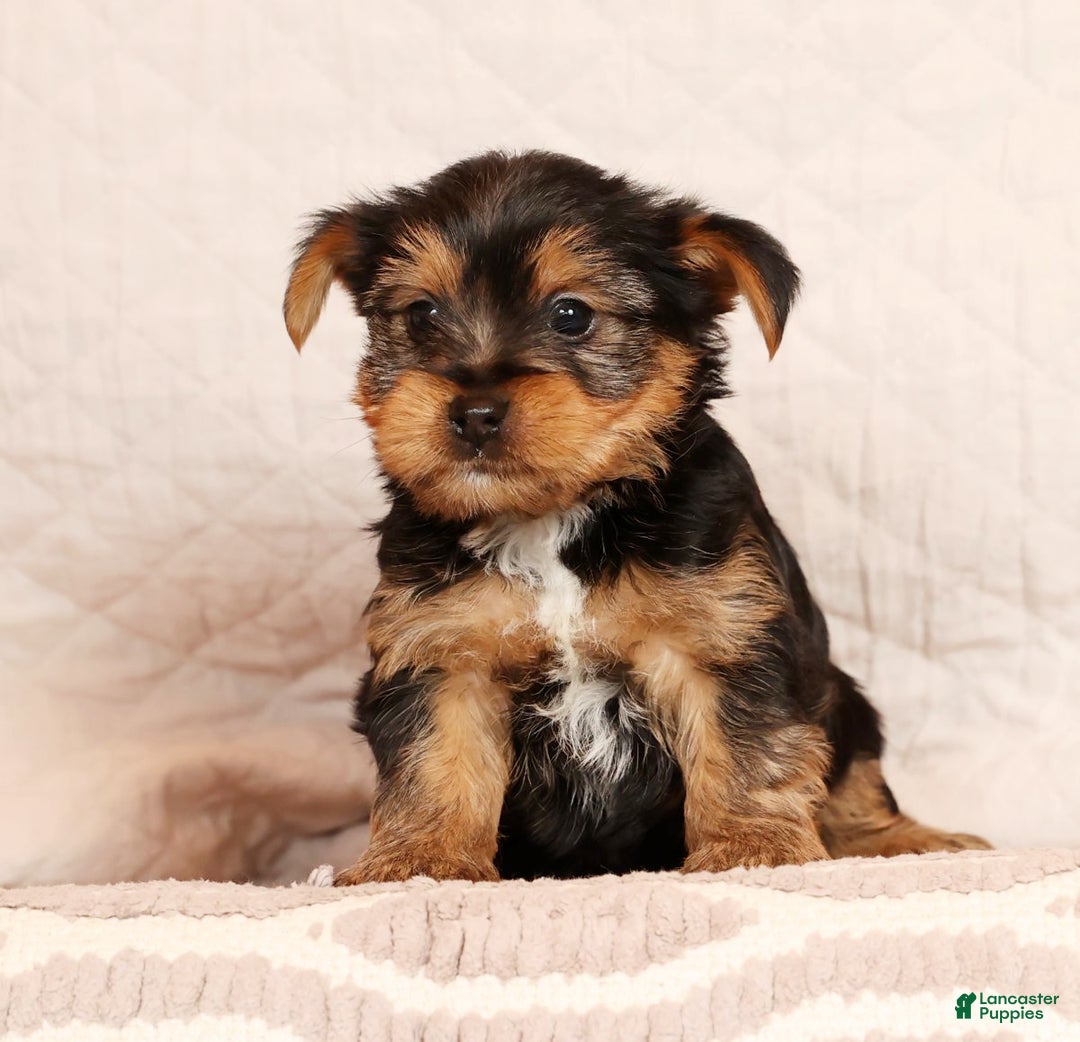 Yorkshire Terrier dogs for sale: Josh - Ad 1