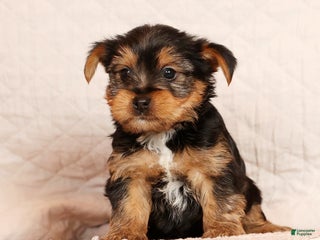 Yorkshire Terrier dogs Josh - Ad 3