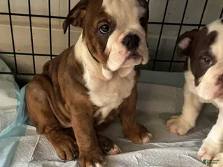 English Bulldog dogs Peanut Butter - Ad 3