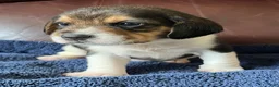 Beagle dogs for sale: Beagle 2 - Ad 43
