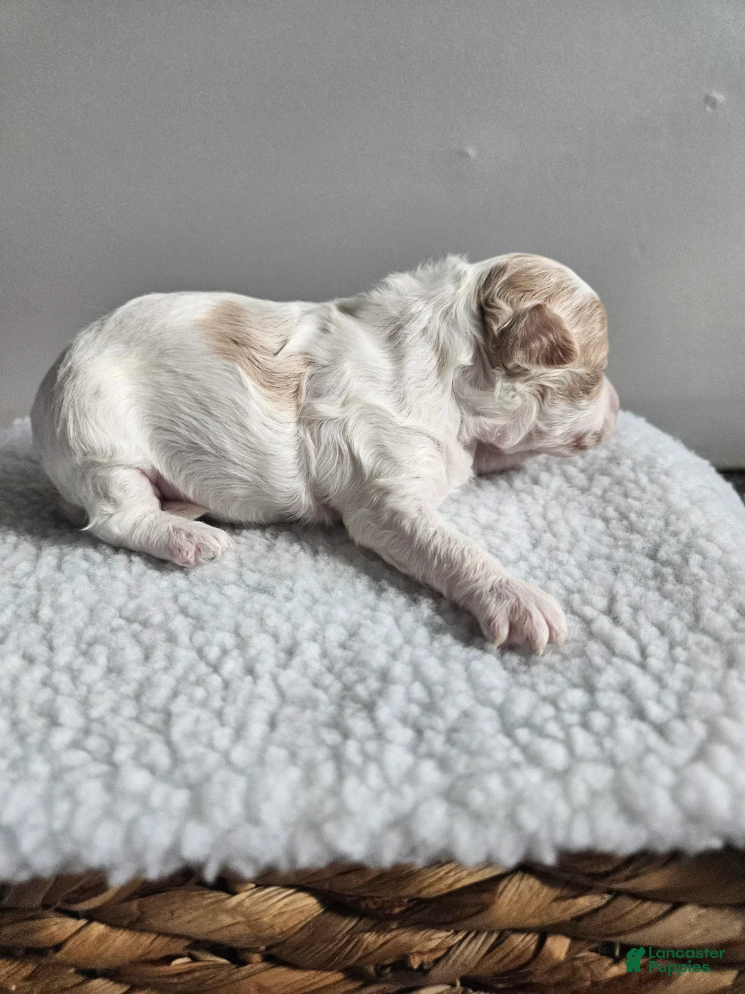 Bichpoo dogs for sale: Buttercup  - Ad 2