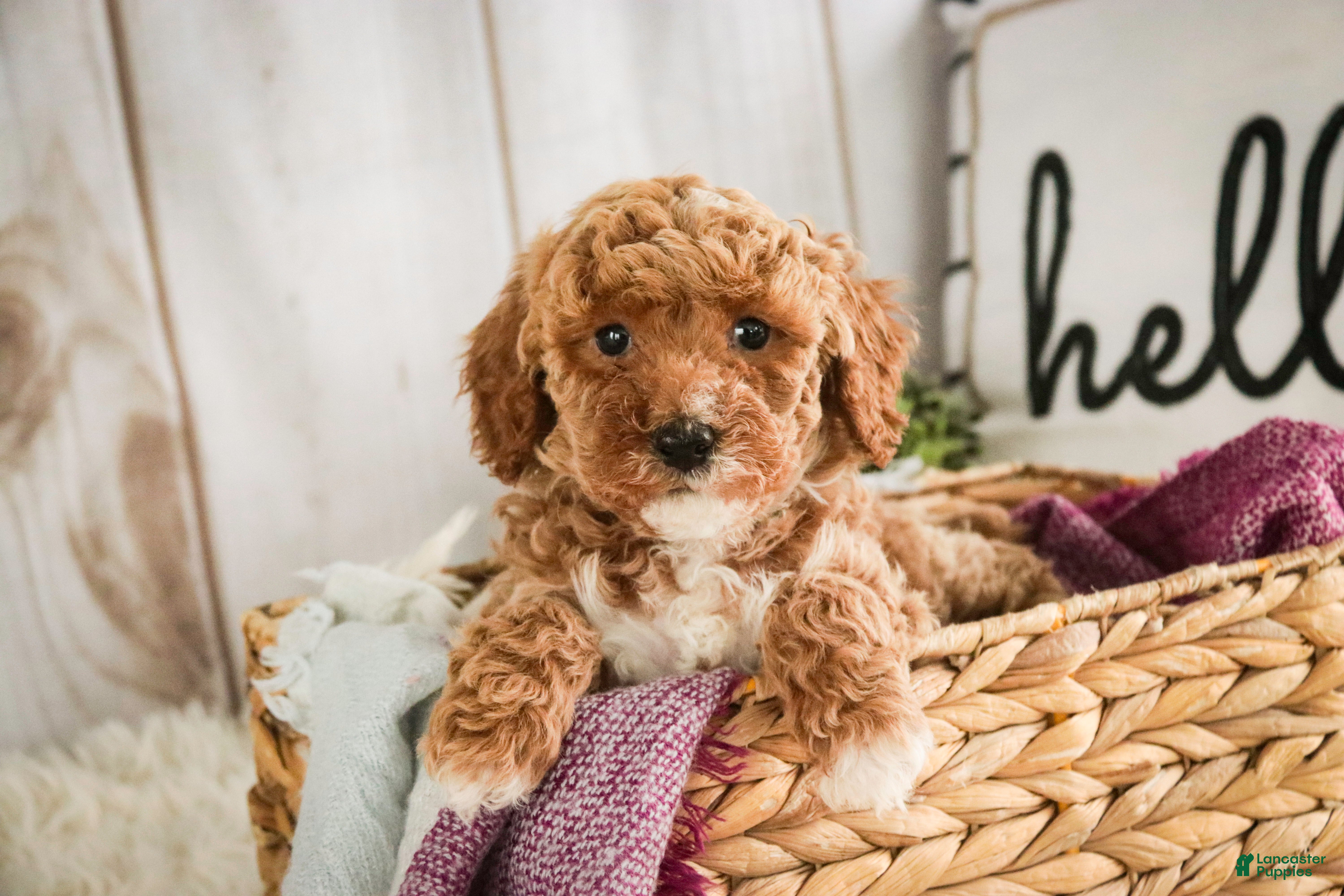 Miniature Poodle dogs Jocelyn - Ad 1