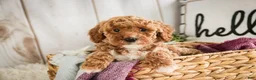 Miniature Poodle dogs for sale: Jocelyn - Ad 1
