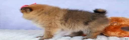 Pomeranian dogs for sale: Freya  - Ad 16