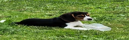 Beagle dogs for sale: Pinkie - Ad 2