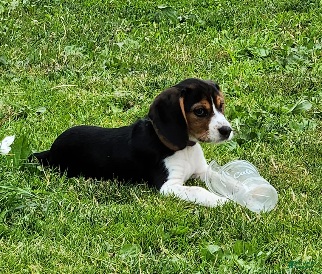 Beagle dogs for sale: Pinkie - Ad 2