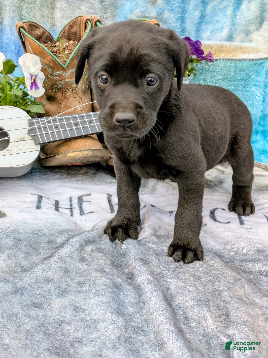 Labrador Retriever dogs for sale: Roxie - Ad 1
