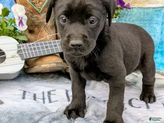 Labrador Retriever dogs Roxie - Ad 42