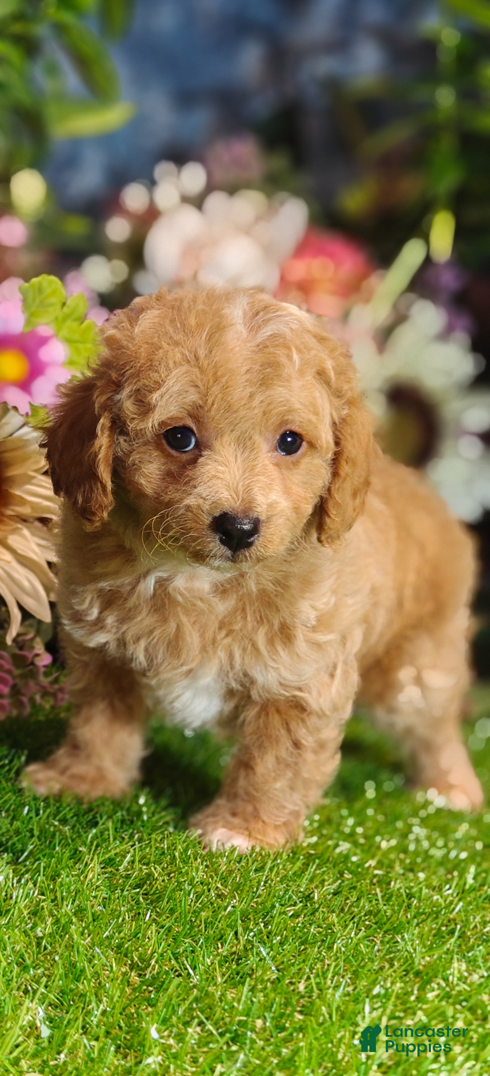 Cavapoo dogs Biscuit (Micro Cavapoo - Ad 2