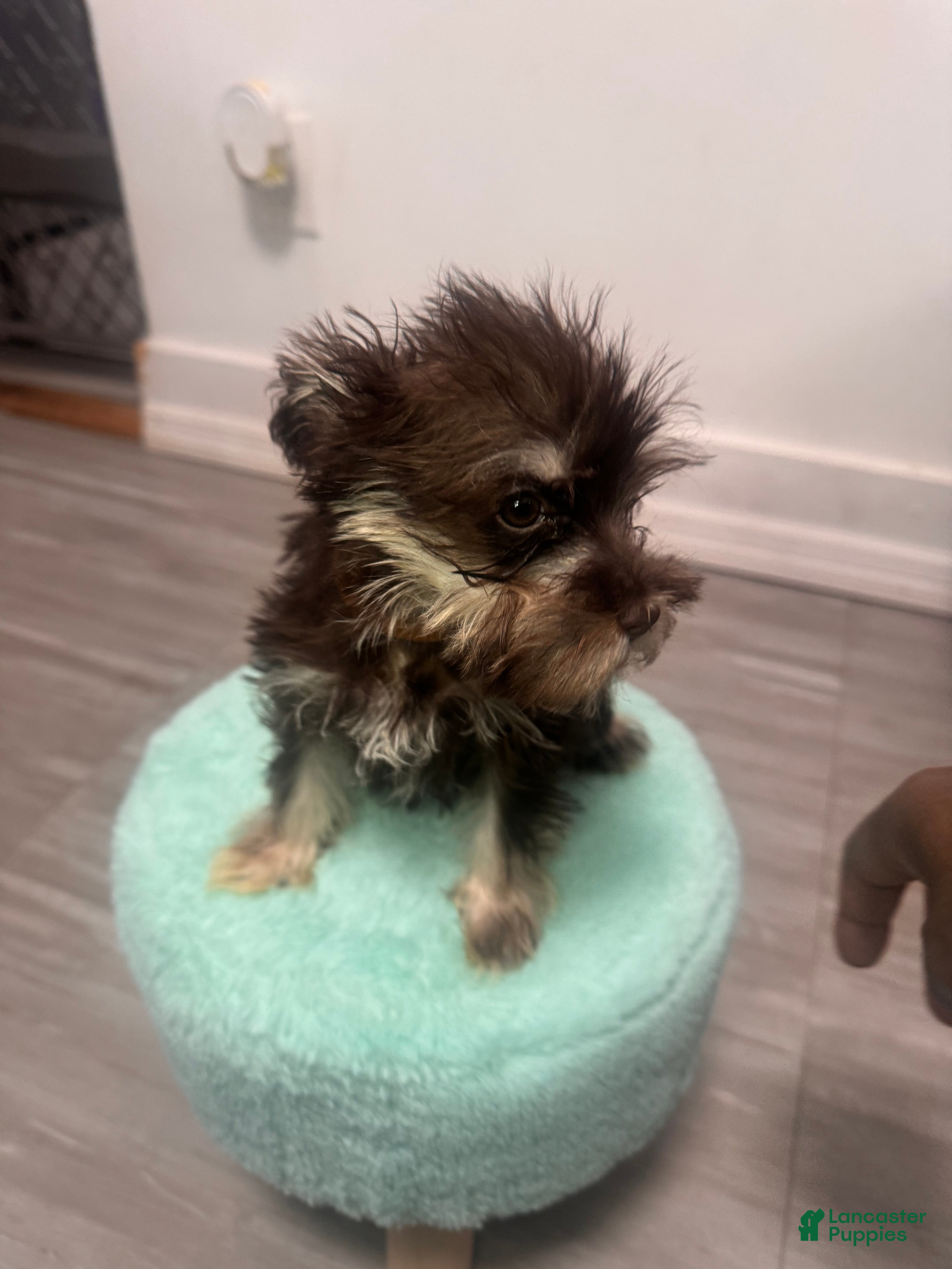 Miniature Schnauzer dogs Miniature Schnauzer 4 - Ad 2