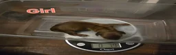 Miniature Dachshund dogs for sale: Bonita  - Ad 2