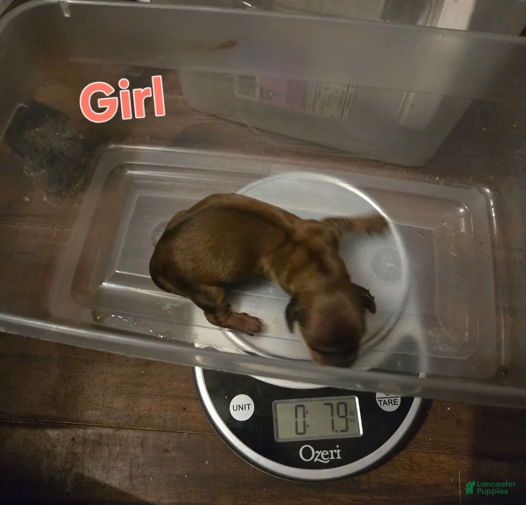Miniature Dachshund dogs for sale: Bonita  - Ad 2