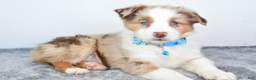 Miniature Australian Shepherd dogs for sale: Alexis - Ad 7