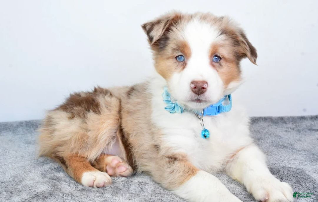 Miniature Australian Shepherd dogs for sale: Alexis - Ad 7