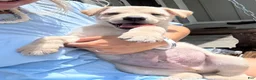 Mixed Breed dogs for sale: Mixed Breed Puppy 7 - Ad 7