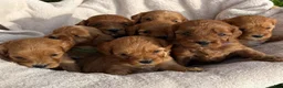 Cavapoo dogs for sale: Katie  - Ad 12