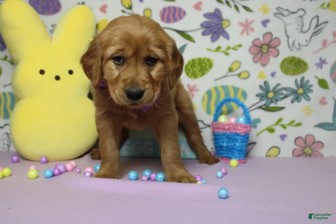 Golden Retriever dogs for sale: Shadow  - Ad 9