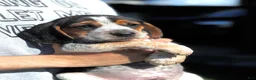 Beagle dogs for sale: Jax jr - Ad 1