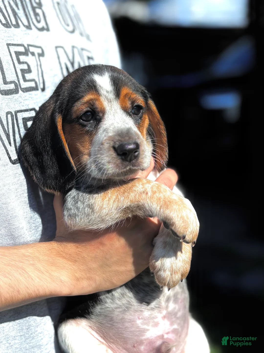 Beagle dogs for sale: Jax jr - Ad 1