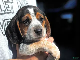 Beagle dogs for sale: Jax jr - Ad 1