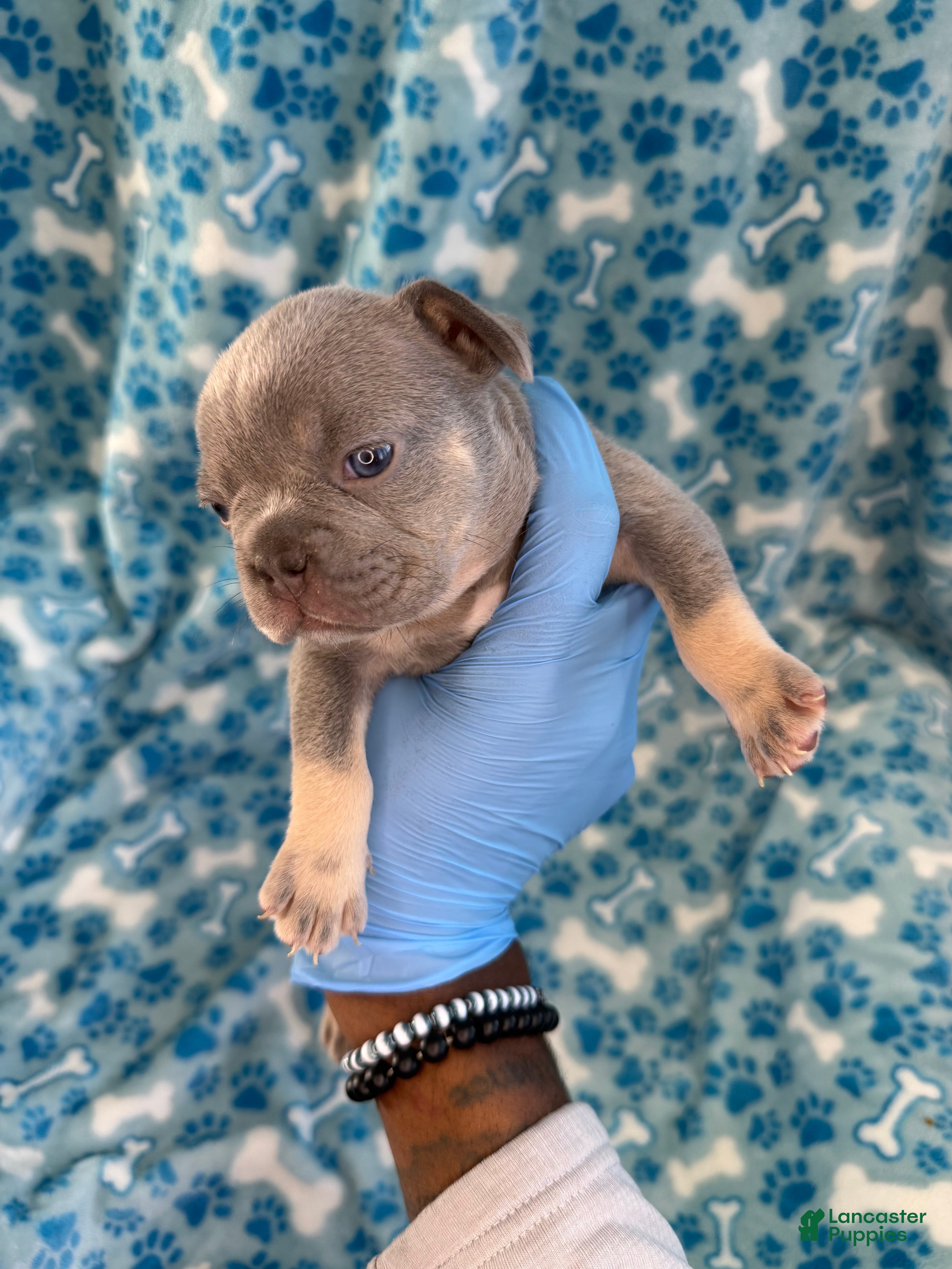French Bulldog dogs French Bulldog Puppy 7 - Ad 5