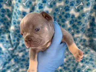 French Bulldog dogs French Bulldog Puppy 7 - Ad 41