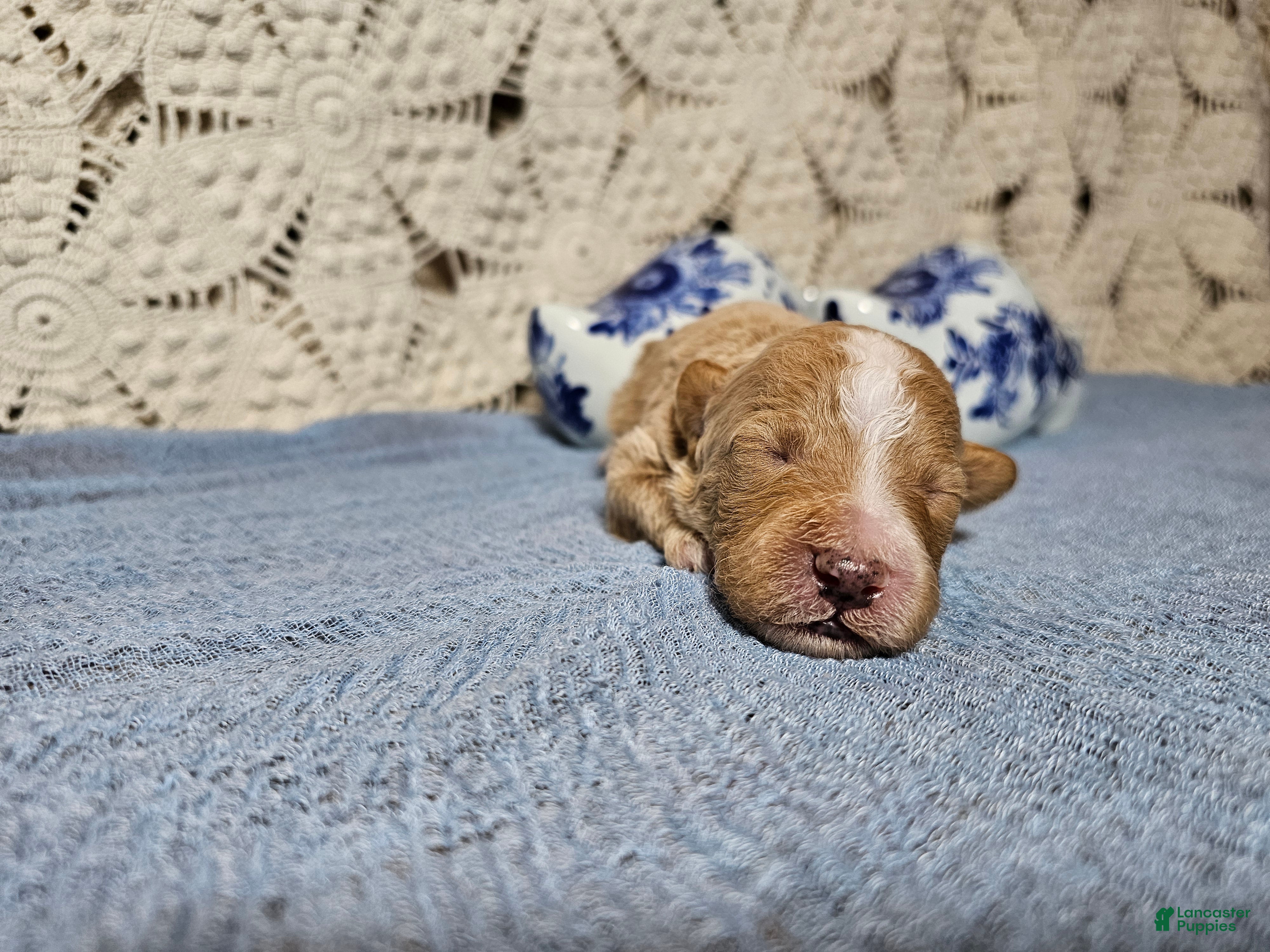 Mini Goldendoodle dogs Colonel mustard - Ad 1