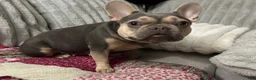 French Bulldog dogs for sale: Charlotte - Ad 16