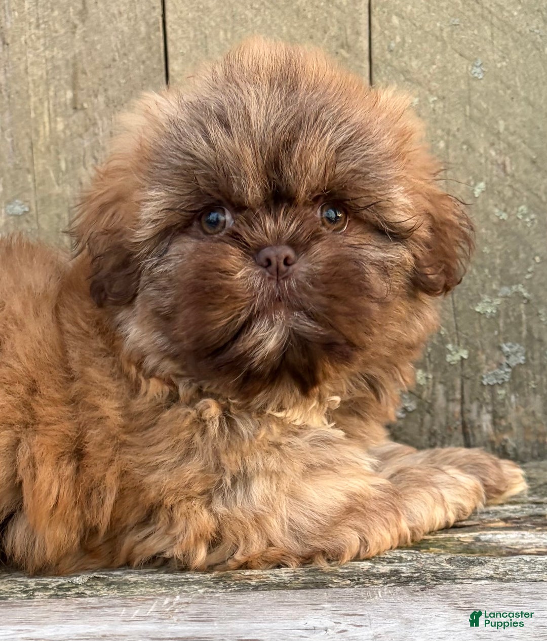 Shih Tzu dogs for sale: 💙 IN BOSTON MASSACHUSETTS AREA 💙 PUREBRED CHOCOLATE SHIH TZU 💙 ESTIMATED ADULT SIZE 10-12 LBS 💙 - Ad 4
